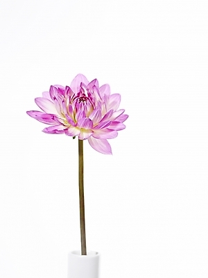 포토 JPG 식물 꽃 분홍색 백그라운드 한송이 국화 누끼 근접촬영 사람없음 꽃병 꽃꽂이 국내포토 1 뷰포인트 컬러 원예 송이 파일형식