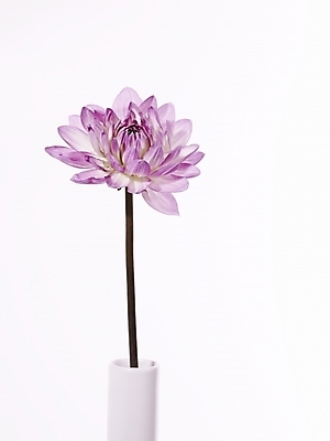 포토 JPG 식물 꽃 분홍색 백그라운드 한송이 국화 누끼 근접촬영 사람없음 꽃병 꽃꽂이 국내포토 1 뷰포인트 컬러 원예 송이 파일형식