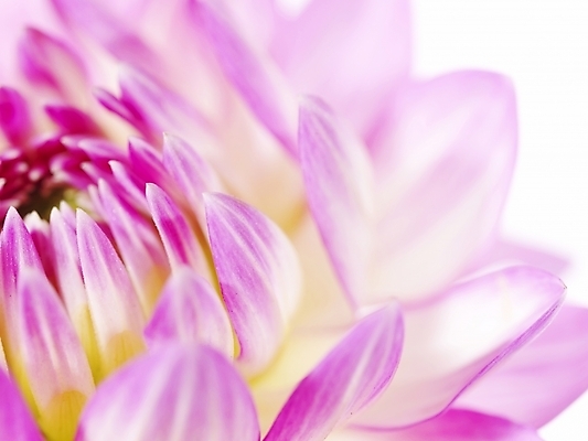 포토 JPG 식물 꽃잎 꽃 분홍색 백그라운드 한송이 국화 근접촬영 사람없음 국내포토 1 뷰포인트 컬러 송이 파일형식