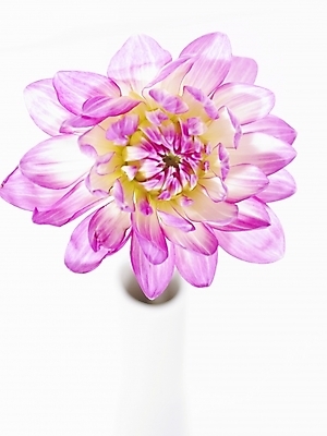 포토 JPG 식물 꽃 분홍색 백그라운드 한송이 국화 누끼 근접촬영 사람없음 국내포토 1 뷰포인트 컬러 송이 파일형식