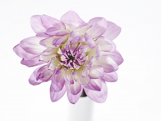 포토 JPG 식물 꽃 분홍색 백그라운드 한송이 국화 누끼 근접촬영 사람없음 국내포토 1 뷰포인트 컬러 송이 파일형식