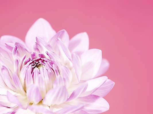 포토 JPG 식물 꽃 분홍색 백그라운드 한송이 국화 근접촬영 사람없음 국내포토 1 뷰포인트 컬러 송이 파일형식