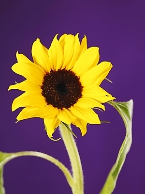 포토 JPG 식물 꽃 백그라운드 한송이 해바라기 누끼 근접촬영 사람없음 노란색 국내포토 1 뷰포인트 컬러 송이 파일형식