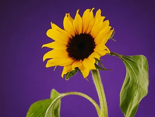 포토 JPG 식물 꽃 백그라운드 한송이 해바라기 누끼 근접촬영 사람없음 노란색 국내포토 1 뷰포인트 컬러 송이 파일형식