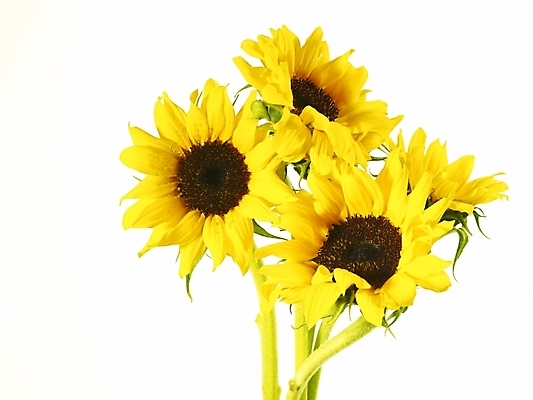 포토 JPG 식물 꽃 여러송이 백그라운드 해바라기 누끼 근접촬영 사람없음 노란색 국내포토 뷰포인트 컬러 다수 파일형식