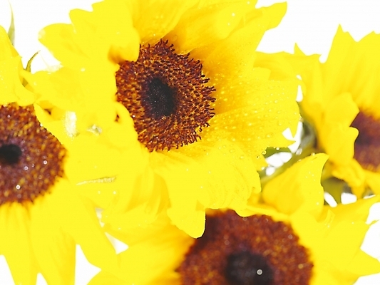 포토 JPG 식물 꽃 여러송이 백그라운드 해바라기 근접촬영 사람없음 노란색 국내포토 뷰포인트 컬러 다수 파일형식