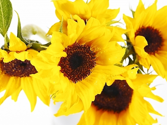 포토 JPG 식물 꽃 여러송이 백그라운드 해바라기 근접촬영 사람없음 노란색 국내포토 뷰포인트 컬러 다수 파일형식