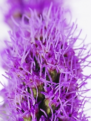 포토 JPG 식물 꽃 백그라운드 근접촬영 사람없음 보라색 국내포토 뷰포인트 컬러 파일형식