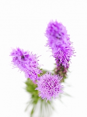 포토 JPG 식물 꽃 백그라운드 근접촬영 사람없음 보라색 국내포토 뷰포인트 컬러 파일형식