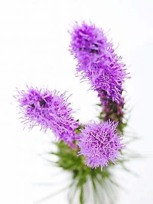 포토 JPG 식물 꽃 백그라운드 근접촬영 사람없음 보라색 국내포토 뷰포인트 컬러 파일형식