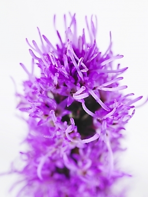 포토 JPG 식물 꽃 백그라운드 근접촬영 사람없음 보라색 국내포토 뷰포인트 컬러 파일형식