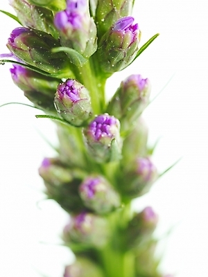 포토 JPG 식물 꽃 백그라운드 근접촬영 사람없음 보라색 국내포토 뷰포인트 컬러 파일형식