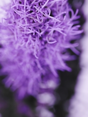 포토 JPG 식물 꽃 백그라운드 근접촬영 사람없음 보라색 국내포토 뷰포인트 컬러 파일형식