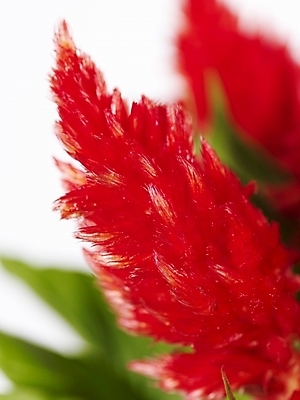 포토 JPG 식물 꽃 백그라운드 근접촬영 사람없음 빨간색 국내포토 뷰포인트 컬러 파일형식