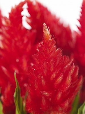 포토 JPG 식물 꽃 백그라운드 근접촬영 사람없음 빨간색 국내포토 뷰포인트 컬러 파일형식