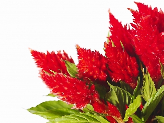 포토 JPG 식물 꽃 백그라운드 근접촬영 사람없음 빨간색 국내포토 뷰포인트 컬러 파일형식