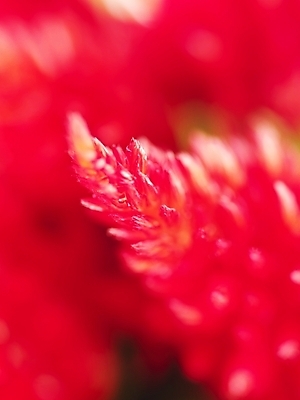 포토 JPG 식물 꽃 백그라운드 근접촬영 사람없음 빨간색 국내포토 뷰포인트 컬러 파일형식