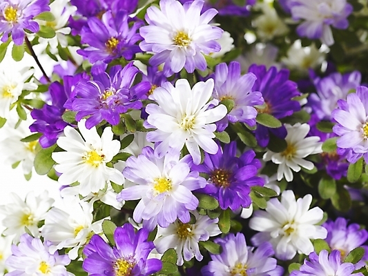 포토 JPG 식물 꽃 여러송이 백그라운드 국화 근접촬영 사람없음 컬러풀 보라색 소국 국내포토 뷰포인트 컬러 다수 파일형식