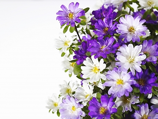 포토 JPG 식물 꽃 여러송이 백그라운드 국화 근접촬영 사람없음 컬러풀 보라색 소국 국내포토 뷰포인트 컬러 다수 파일형식