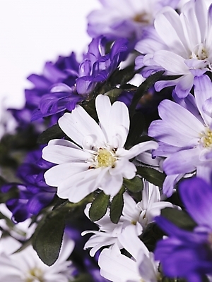 포토 JPG 식물 꽃 여러송이 백그라운드 국화 근접촬영 사람없음 컬러풀 보라색 소국 국내포토 뷰포인트 컬러 다수 파일형식