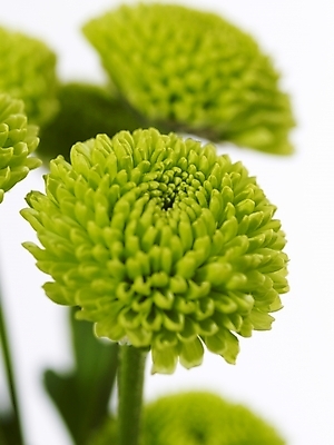 포토 JPG 식물 꽃 여러송이 백그라운드 국화 근접촬영 사람없음 초록색 소국 국내포토 뷰포인트 컬러 다수 파일형식