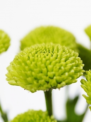 포토 JPG 식물 꽃 여러송이 백그라운드 국화 근접촬영 사람없음 초록색 소국 국내포토 뷰포인트 컬러 다수 파일형식