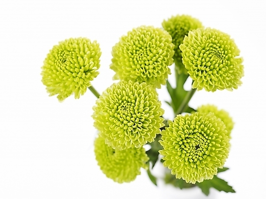 포토 JPG 식물 꽃 여러송이 백그라운드 국화 누끼 근접촬영 사람없음 초록색 소국 국내포토 뷰포인트 컬러 다수 파일형식