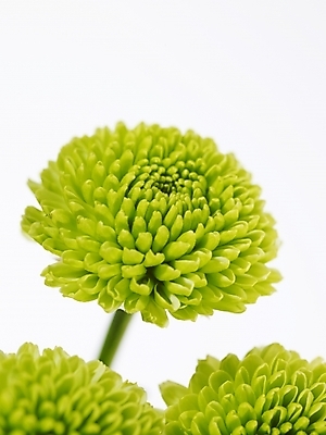 포토 JPG 식물 꽃 여러송이 백그라운드 국화 근접촬영 사람없음 초록색 소국 국내포토 뷰포인트 컬러 다수 파일형식