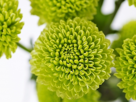 포토 JPG 식물 꽃 여러송이 백그라운드 국화 근접촬영 사람없음 초록색 소국 국내포토 뷰포인트 컬러 다수 파일형식