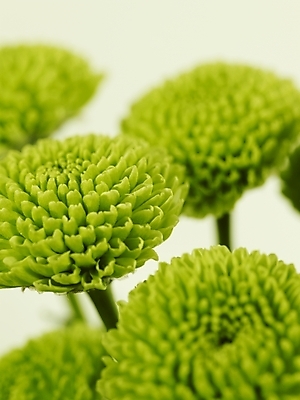 포토 JPG 식물 꽃 여러송이 백그라운드 국화 근접촬영 사람없음 초록색 소국 국내포토 뷰포인트 컬러 다수 파일형식