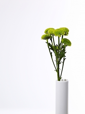 포토 JPG 식물 꽃 여러송이 백그라운드 국화 누끼 사람없음 초록색 꽃병 꽃꽂이 국내포토 컬러 다수 원예 파일형식