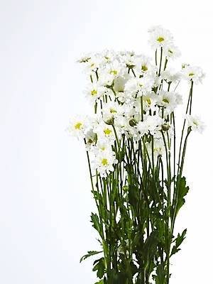 포토 JPG 식물 꽃 여러송이 백그라운드 국화 누끼 사람없음 흰색 소국 한다발 국내포토 컬러 다수 파일형식