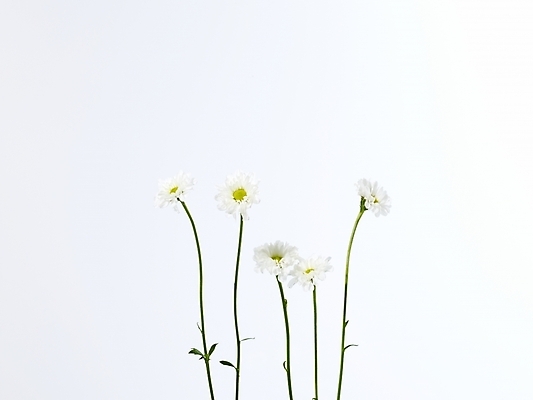 포토 JPG 식물 꽃 여러송이 백그라운드 국화 누끼 사람없음 흰색 소국 국내포토 컬러 다수 파일형식