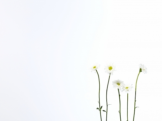 포토 JPG 식물 꽃 여러송이 백그라운드 국화 누끼 사람없음 흰색 소국 국내포토 컬러 다수 파일형식
