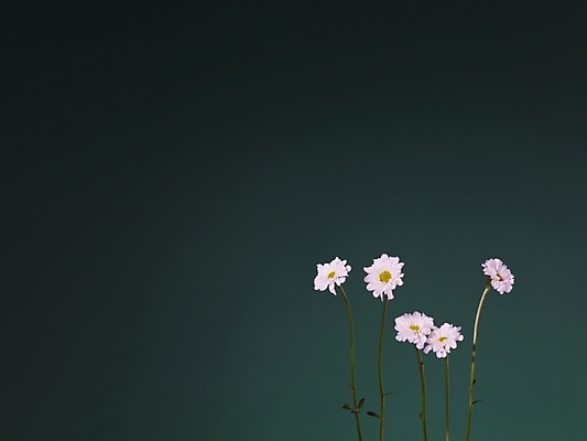 포토 JPG 식물 꽃 분홍색 여러송이 백그라운드 국화 사람없음 소국 국내포토 컬러 다수 파일형식