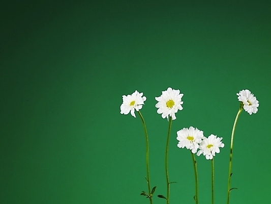 포토 JPG 식물 꽃 여러송이 백그라운드 국화 사람없음 흰색 소국 국내포토 컬러 다수 파일형식