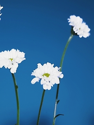 포토 JPG 식물 꽃 여러송이 백그라운드 국화 사람없음 흰색 소국 국내포토 컬러 다수 파일형식