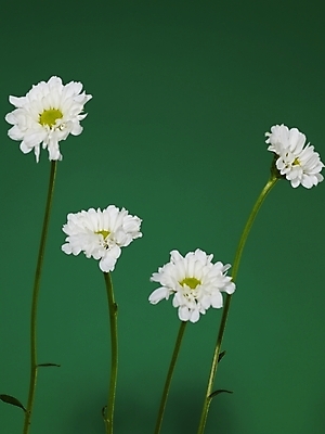 포토 JPG 식물 꽃 여러송이 백그라운드 국화 사람없음 흰색 소국 국내포토 컬러 다수 파일형식