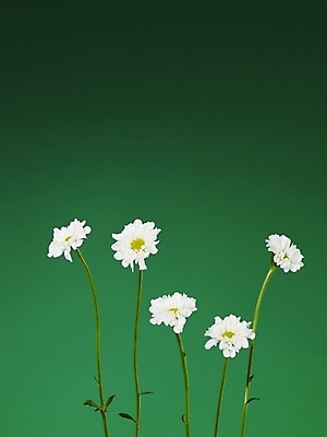 포토 JPG 식물 꽃 여러송이 백그라운드 국화 사람없음 흰색 소국 국내포토 컬러 다수 파일형식