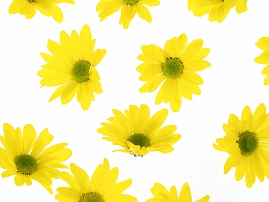 포토 JPG 식물 꽃 여러송이 백그라운드 국화 근접촬영 사람없음 노란색 국내포토 뷰포인트 컬러 다수 파일형식