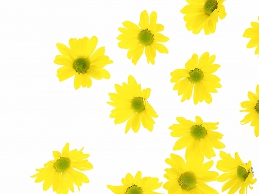 포토 JPG 식물 꽃 여러송이 백그라운드 국화 근접촬영 사람없음 노란색 국내포토 뷰포인트 컬러 다수 파일형식