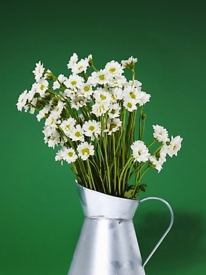 포토 JPG 식물 꽃 여러송이 백그라운드 국화 누끼 사람없음 흰색 꽃꽂이 양철주전자 양철통 국내포토 컬러 다수 원예 파일형식