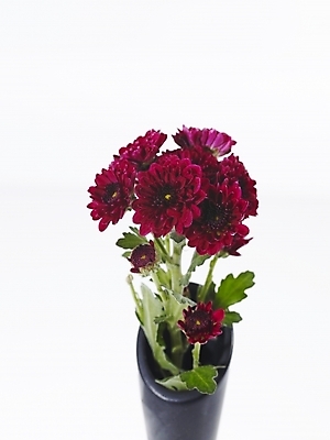 포토 JPG 식물 꽃 여러송이 백그라운드 국화 누끼 사람없음 꽃병 자주색 꽃꽂이 국내포토 컬러 다수 원예 파일형식