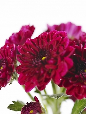 포토 JPG 식물 꽃 백그라운드 국화 근접촬영 사람없음 자주색 국내포토 뷰포인트 컬러 파일형식