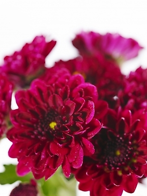 포토 JPG 식물 꽃 백그라운드 국화 근접촬영 사람없음 자주색 국내포토 뷰포인트 컬러 파일형식