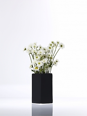 포토 JPG 식물 꽃 여러송이 백그라운드 국화 누끼 사람없음 꽃병 흰색 꽃꽂이 소국 한다발 국내포토 컬러 다수 원예 파일형식