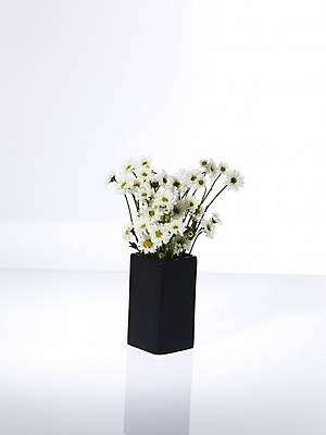 포토 JPG 식물 꽃 여러송이 백그라운드 국화 누끼 사람없음 꽃병 흰색 꽃꽂이 소국 한다발 국내포토 컬러 다수 원예 파일형식