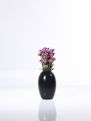 포토 JPG 식물 꽃 분홍색 여러송이 백그라운드 국화 누끼 사람없음 꽃병 꽃꽂이 소국 한다발 국내포토 컬러 다수 원예 파일형식