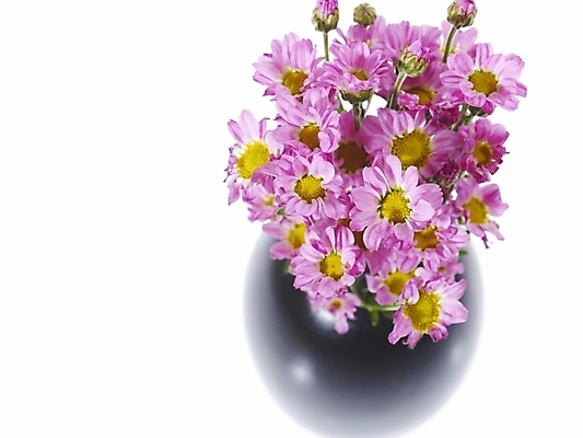 포토 JPG 식물 꽃 분홍색 여러송이 백그라운드 국화 누끼 사람없음 꽃병 꽃꽂이 소국 한다발 국내포토 컬러 다수 원예 파일형식