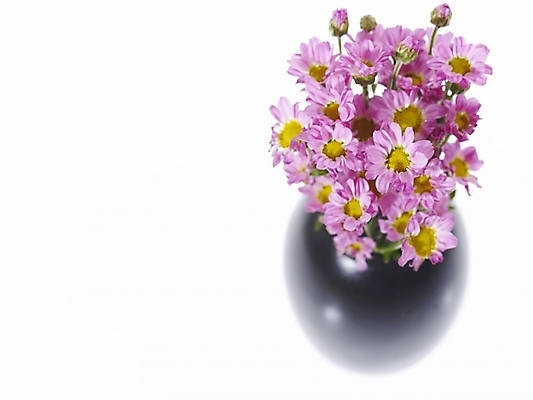 포토 JPG 식물 꽃 분홍색 여러송이 백그라운드 국화 누끼 사람없음 꽃병 꽃꽂이 소국 한다발 국내포토 컬러 다수 원예 파일형식